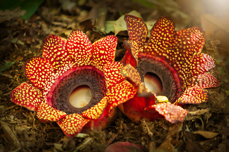 夫妇RafflesiaSapriahimalayanaGriff花在常绿山林地上盛开DoiPhuKha公园图片