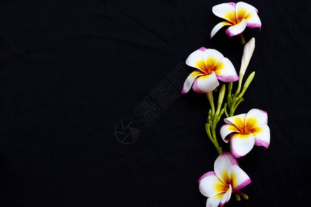 春季安排的亚西雅花种在黑色背景上平铺明信片风格图片
