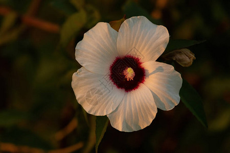 一朵美丽的月神白芙蓉花盛开图片