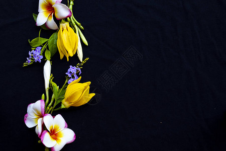 五颜六色的花朵素馨花紫色的花朵和黄色的花依兰亚洲当地植物群在春季安排平躺明信片图片