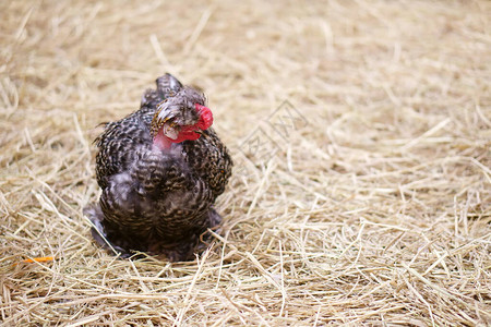 黑色配金丝鸡或可爱的母鸡图片