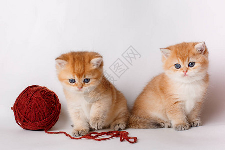 两只可爱的小猫咪和红色毛线球图片