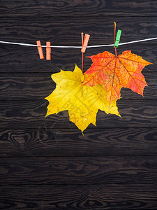 秋叶挂在木制背景的晾衣绳上图片