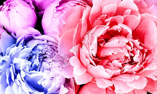 七彩花朵为花瓣着色背景图片