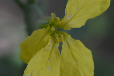 花卉和植物特写图片