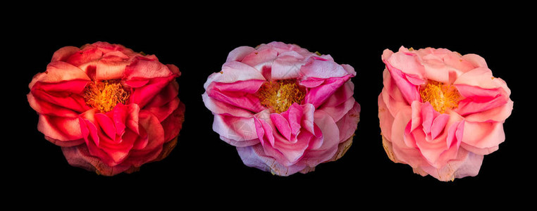 三红粉白超现实主义玫瑰花宏图片