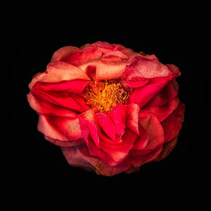 超现实的红色闪亮玫瑰花图片