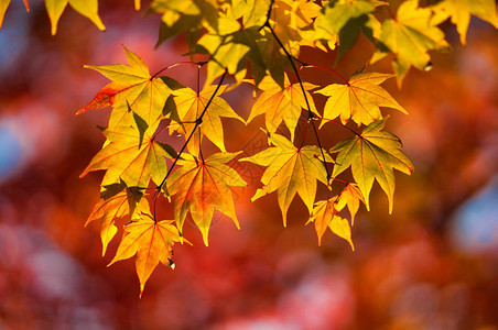 北海道的秋叶背景图片