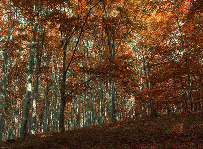秋天的橡树森图片