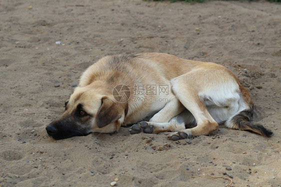 悲伤的狗躺在沙滩上可怜的狗在海滩上可怜的狗在沙滩上等它的主图片
