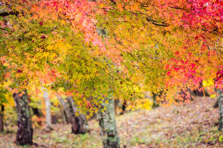 秋季美丽的红绿枫叶树背景图片