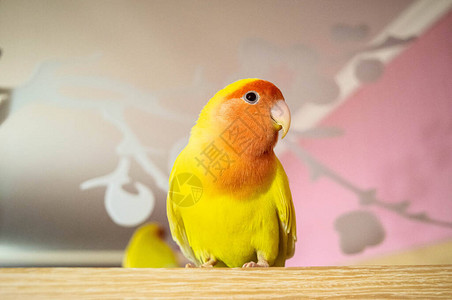 美丽的宠物鸟在家里面色红润的爱情鸟Agapornisroseicollis坐在木质表面上鹦鹉也被称为红领图片