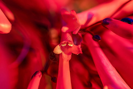 红色花朵和黄花粉在芽中看上去像图片