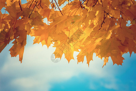 秋叶枫映衬着天空图片