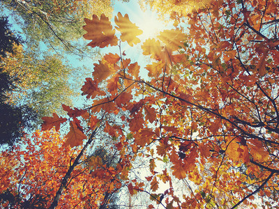 有橡木红色黄叶子的秋天背景森林背景图片