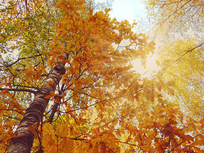 有橡木红色黄叶子的秋天背景森林背景图片