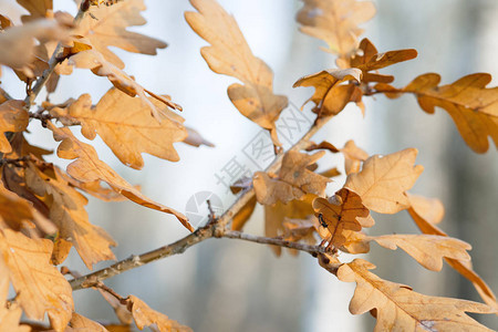 秋天森林树枝有叶子叶下有昆虫背图片