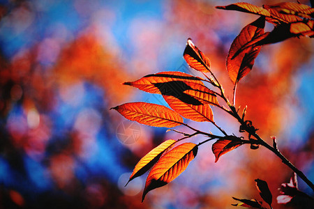 树上美丽的红叶和阳光照亮图片
