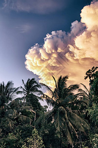 日落时棕榈树背景上的红色云层呈现出戏图片