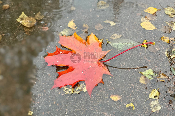 水坑中的红枫叶秋天和多雨的天气主题图片