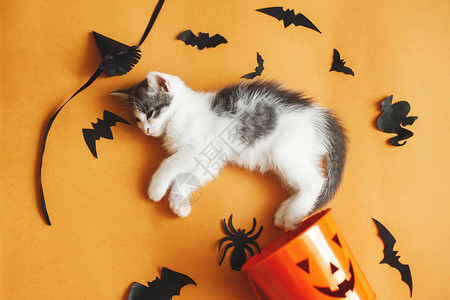 万圣节快乐可爱的小猫玩万圣节捣蛋或治疗桶和橙色背景上的黑色蝙蝠可爱的小猫躺在南瓜灯南背景图片