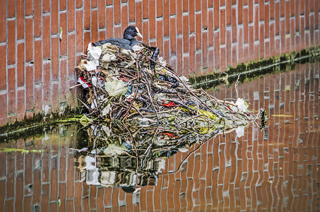 在用树枝和垃圾筑巢的穴上对一个城市池塘中的夸图片