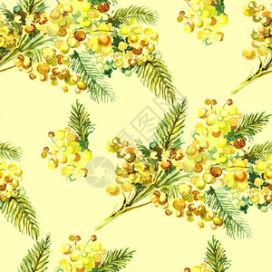 水彩春花束黄底的米莫萨香草图片