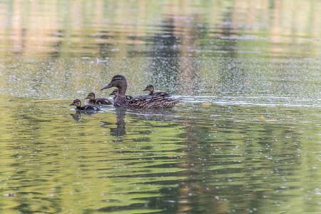 水面上的鸭子家族图片