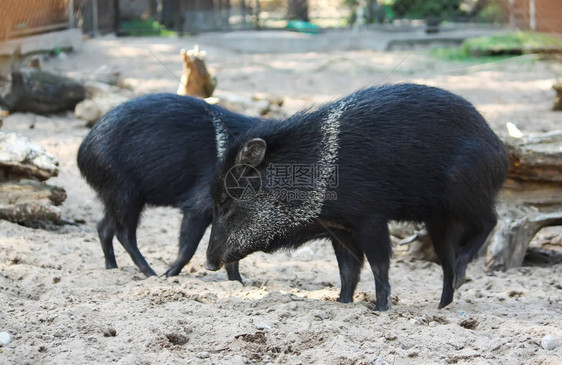 小黑猪在动物园的沙地上奔跑图片