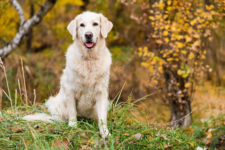 秋天公园的金色猎狗手有树叶布基背景图片