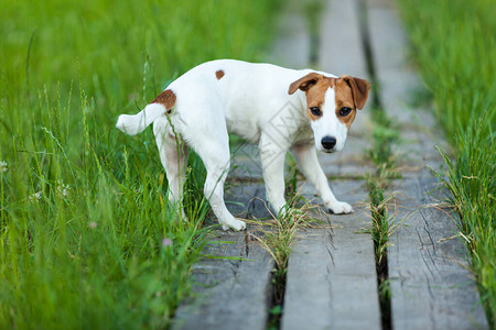 狗杰克罗素泰瑞在绿草的背景图片