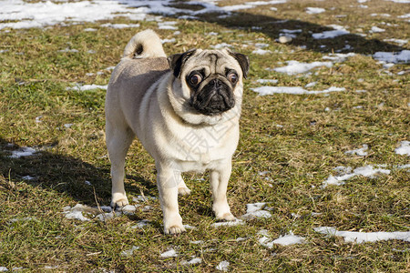 法国斗牛犬和第一个雪在草坪上最爱的宠图片