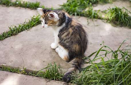 小猫坐在草丛中的花园里图片