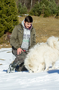 男孩在雪地上玩萨摩耶图片