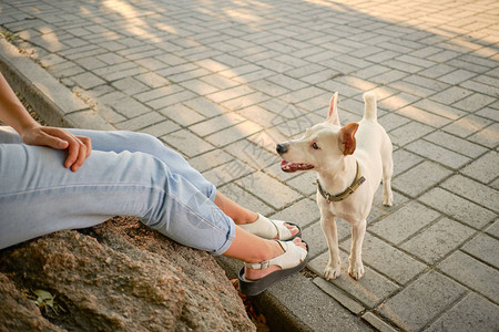 一只精力充沛的狗帕森罗素梗犬在一个项圈里玩耍高清图片