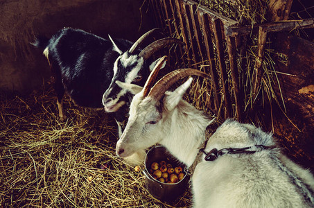 山羊在谷仓的空地上摆姿势谷仓里的白山羊山羊图片
