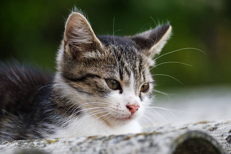 夏天一只小猫坐在屋顶上图片