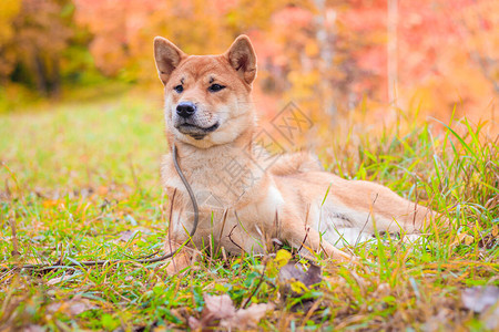 Shiba狗在秋天的公园里散步美丽的毛茸的图片