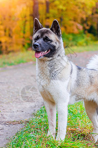 秋田犬白天在秋季公园散步图片