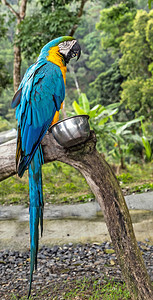 亚马逊丛林鹦鹉五颜六色的金刚鹦鹉肖像鹦鹉热带鸟n树图片