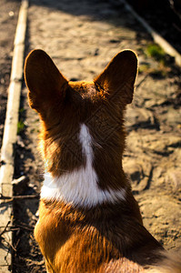 柯基犬白底一组纯种时尚彭布罗克巴森吉犬的照片背景