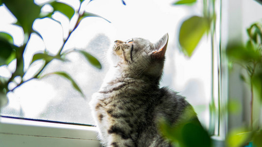 可流食的苏格兰折叠猫和靠图片