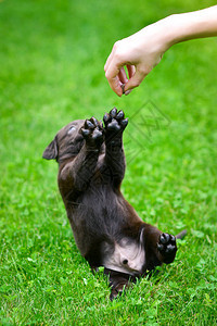 一只棕色的拉布多小狗正在玩耍在绿草的图片