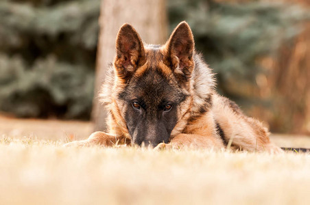 一只美丽的小德国牧羊犬在秋天图片