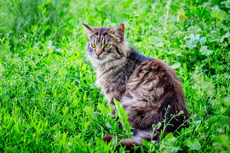 一只蓬松的镶边猫坐在绿草上图片