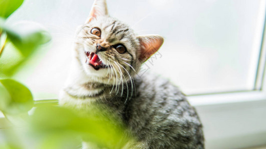 可流食的苏格兰折叠猫和靠图片