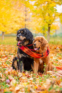 两只大狗坐在秋天的森林里图片