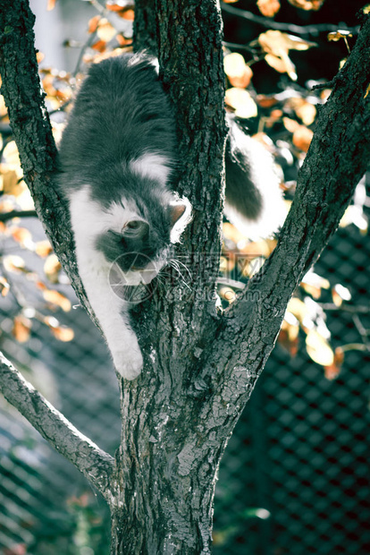 坐在绿色花园的一棵树上的猫儿们他们图片