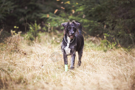 在森林里玩耍的快乐黑狗图片