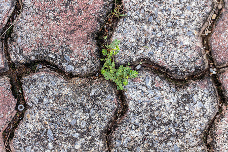 干燥土壤裂缝上的新生命图片